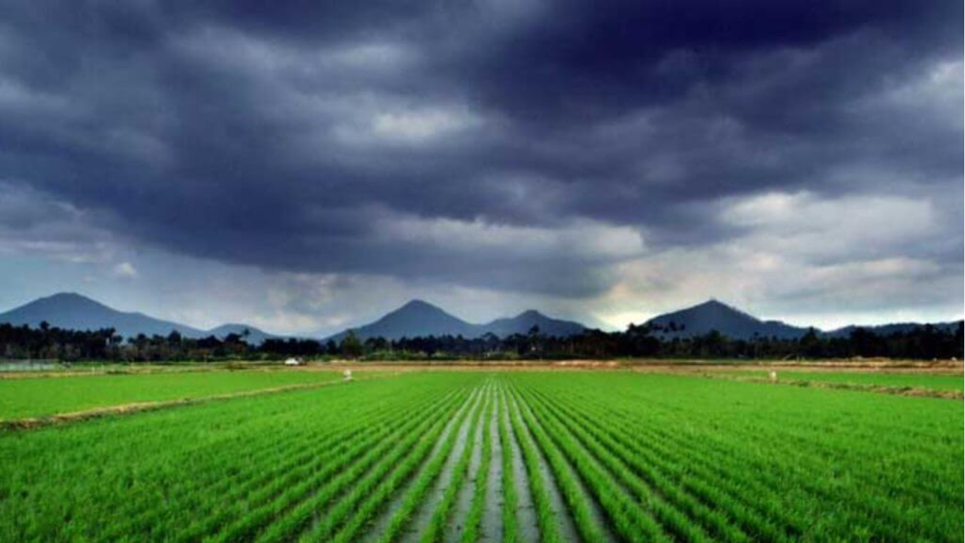 🌦️ पीक सल्ला आणि हवामान अद्यतने